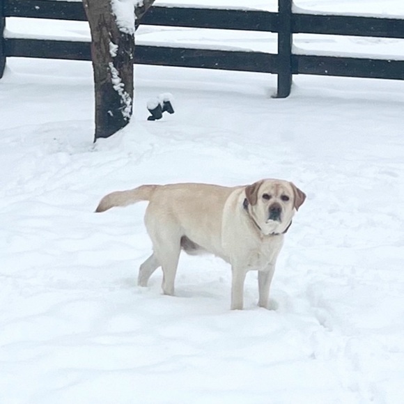 On vaca - Picture 2 of 2